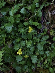 Ranunculus cheirophyllus