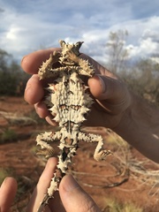 Moloch horridus