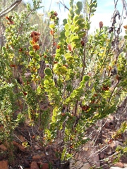 Cliffortia pulchella