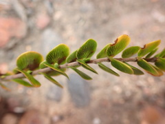 Cliffortia pulchella
