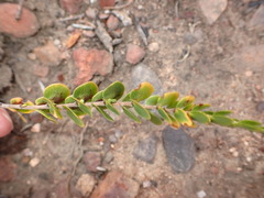 Cliffortia pulchella