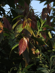 Nectandra acutifolia