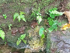 Chalcorana chalconota