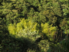 Guadua angustifolia