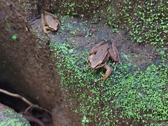 Chalcorana chalconota