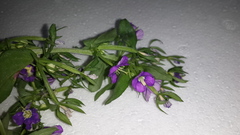 Legousia speculum-veneris