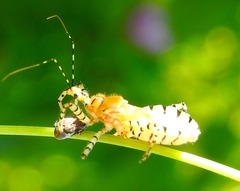 Pselliopus latispina