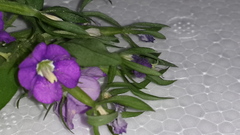 Legousia speculum-veneris