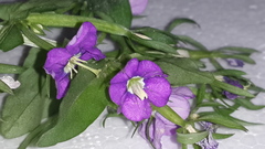 Legousia speculum-veneris