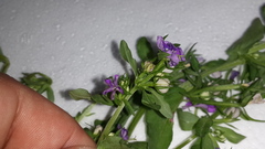 Legousia speculum-veneris