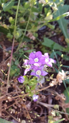 Legousia speculum-veneris
