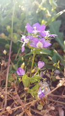 Legousia speculum-veneris
