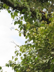 Amphilophium paniculatum