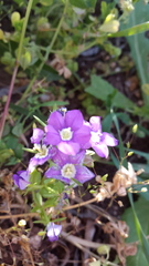 Legousia speculum-veneris