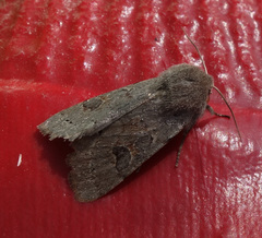 Orthosia populeti