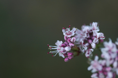 Eriogonum elatum