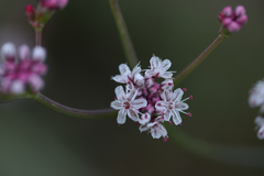 Eriogonum elatum