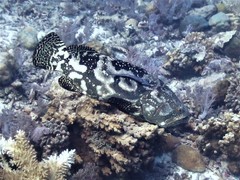 Epinephelus