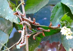 Didugua argentilinea