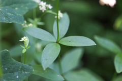 Galium oreganum