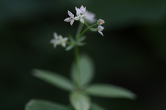 Galium oreganum