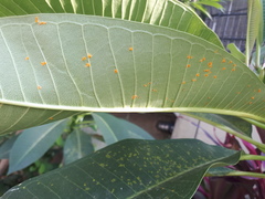 Coleosporium plumeriae