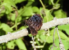 Cycloglypha thrasibulus thrasibulus