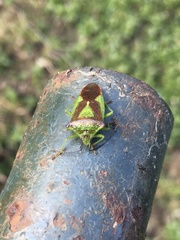 Acanthosoma haemorrhoidale