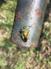 Acanthosoma haemorrhoidale