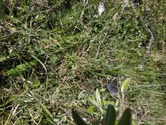 Polyommatus thersites