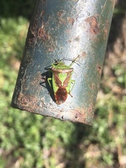 Acanthosoma haemorrhoidale