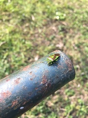 Acanthosoma haemorrhoidale