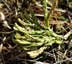 Diphasiastrum alpinum