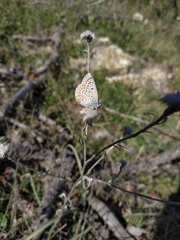 Polyommatus thersites