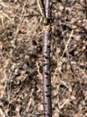Godronia ribis