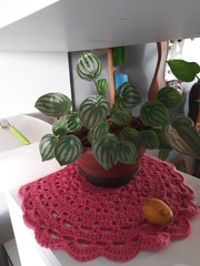 Peperomia argyreia