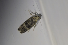 Anisoplaca cosmia