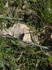 Polyommatus thersites