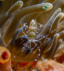 Periclimenes yucatanicus