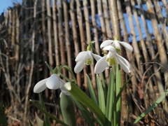 Galanthus nivalis