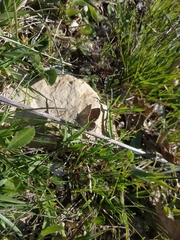 Polyommatus thersites