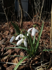 Galanthus nivalis