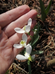 Galanthus nivalis