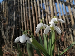 Galanthus nivalis