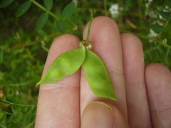 Vicia disperma