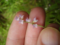 Vicia disperma