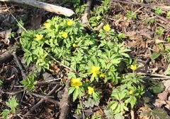 Anemonoides ranunculoides