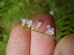 Vicia disperma