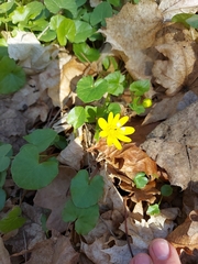 Ficaria verna