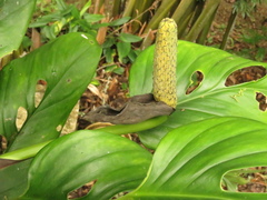 Monstera xanthospatha